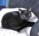 Blackie