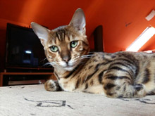 Benji
