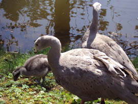  Rodinka husy ku ZOO Hanka Zelinkov.jpg